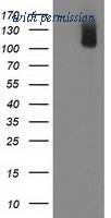 OriGene TA502353S image 1