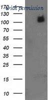 OriGene TA502354S image 1