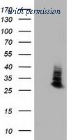 OriGene TA502356S image 1
