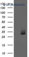 OriGene TA502357S image 1