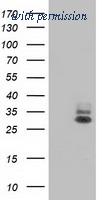 OriGene TA502358S image 1