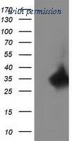 OriGene TA502375S image 1