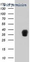 OriGene TA502376S image 1