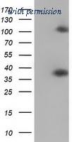 OriGene TA502377S image 1