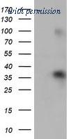 OriGene TA502378S image 1