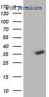 OriGene TA502394S image 1