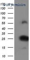 OriGene TA502397S image 1