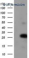 OriGene TA502398S image 1