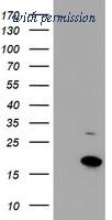 OriGene TA502399S image 1