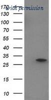OriGene TA502402S image 1