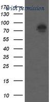OriGene TA502408BM image 1