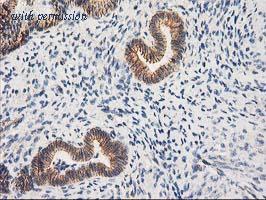 OriGene TA502409AM image 1