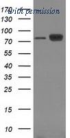 OriGene TA502412S image 1