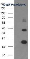 OriGene TA502418S image 1