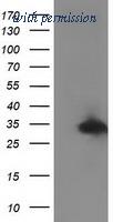 OriGene TA502421S image 1