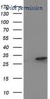 OriGene TA502430S image 1