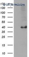 OriGene TA502436S image 1