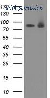 OriGene TA502439S image 1