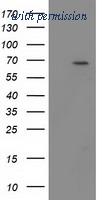 OriGene TA502464S image 1