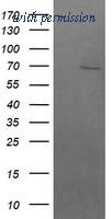 OriGene TA502465BM image 1