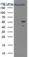 OriGene TA502466S image 1