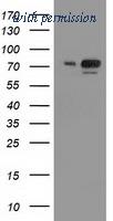 OriGene TA502504S image 1