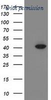 OriGene TA502505S image 1