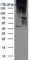 OriGene TA502507S image 1