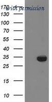 OriGene TA502514S image 1