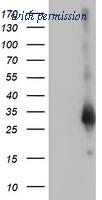 OriGene TA502515S image 1