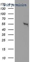 OriGene TA502516S image 1
