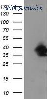 OriGene TA502539S image 1