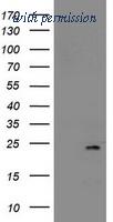 OriGene TA502553AM image 1