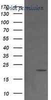OriGene TA502568S image 1