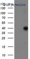 OriGene TA502601S image 1