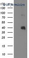 OriGene TA502610S image 1