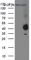 OriGene TA502611AM image 1