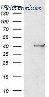 OriGene TA502612S image 1