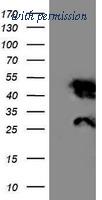 OriGene TA502624S image 1