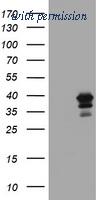 OriGene TA502633S image 1