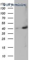 OriGene TA502648S image 1