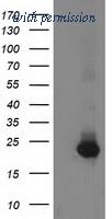 OriGene TA502659S image 1