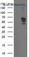 OriGene TA502674S image 1