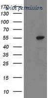 OriGene TA502677S image 1