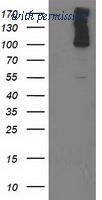 OriGene TA502683S image 1