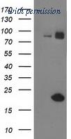 OriGene TA502692S image 1