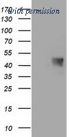 OriGene TA502716S image 1