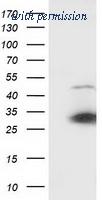 OriGene TA502726S image 1