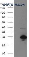 OriGene TA502728S image 1