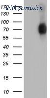 OriGene TA502747S image 1
